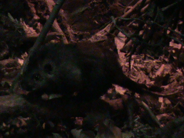 panay bushy-tailed cloud rat 080112