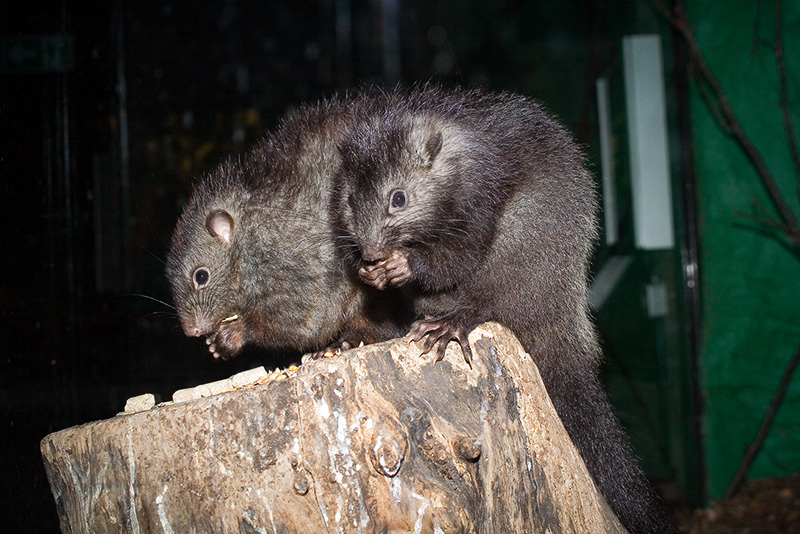 Panay Cloud Rat (Crateromys heaneyi) at London Zoo