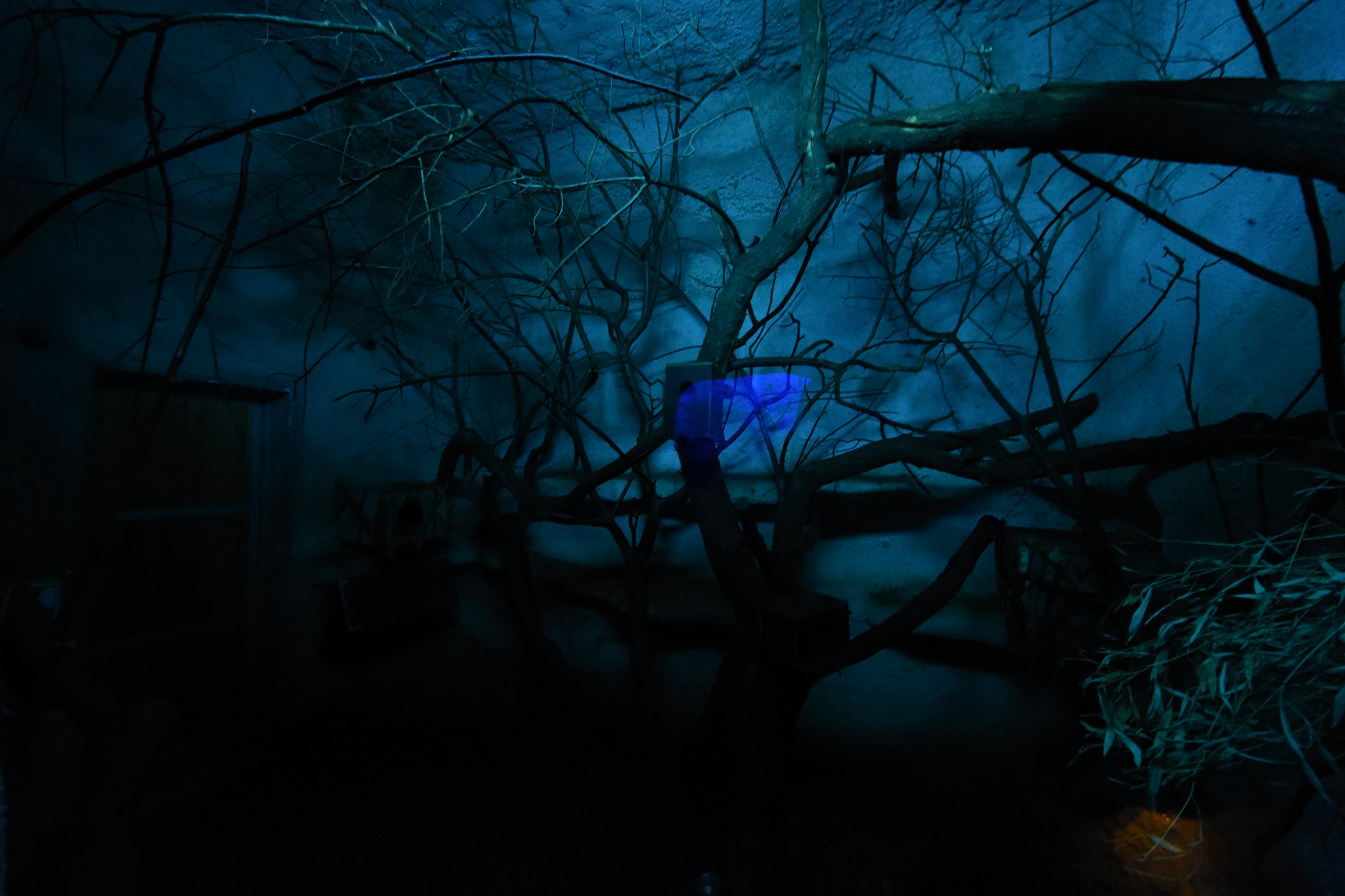 Panay cloud rat enclosure