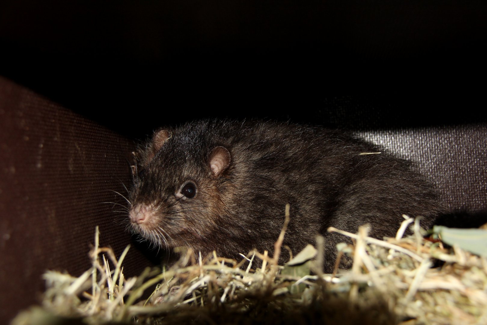 Panay cloudrunner (Crateromys heaneyi)