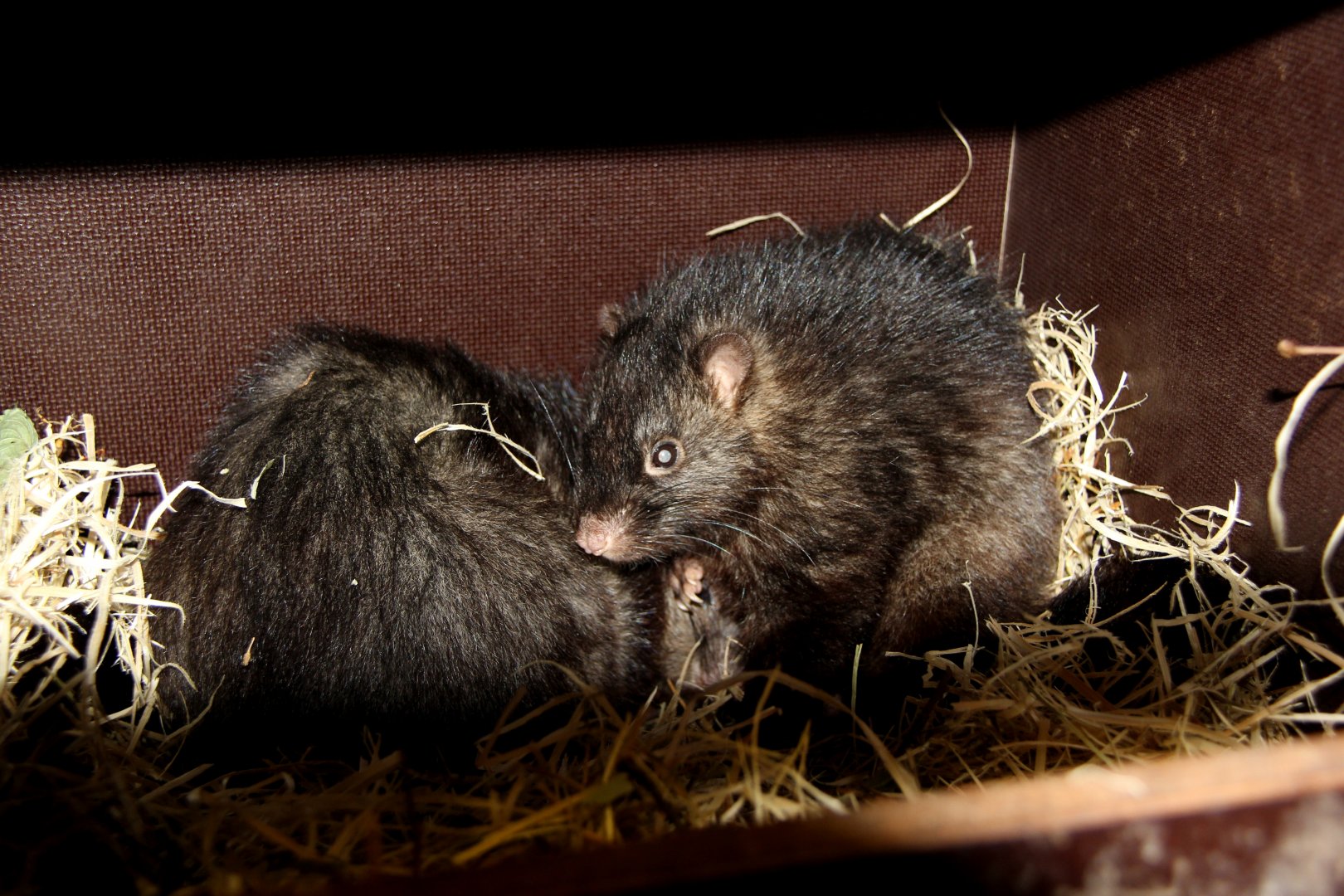 Panay cloudrunner (Crateromys heaneyi)