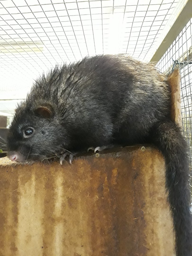 Panay cloudrunner (Crateromys heaneyi)