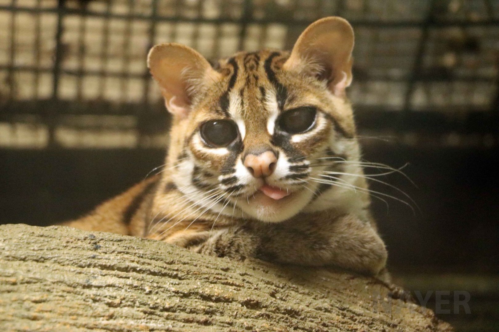 Panay leopard cat, July 2016