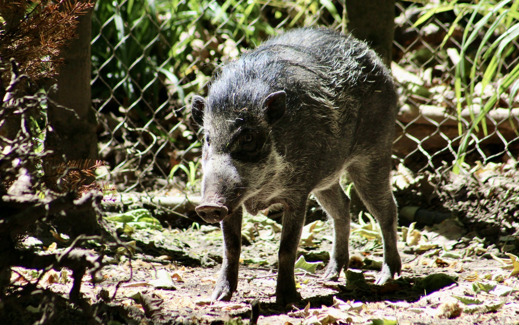 Panay Warty Pig (Sus cebifrons subsp. nov.(?))