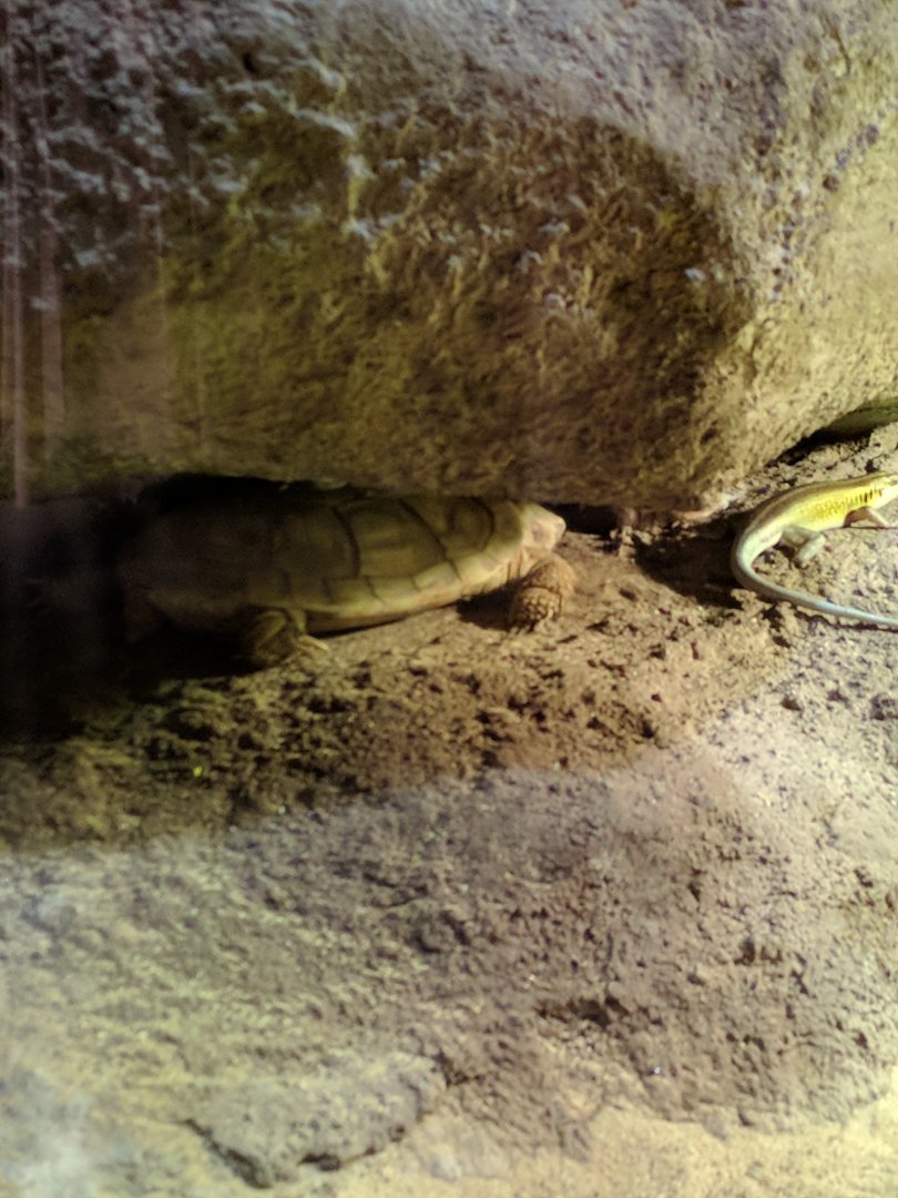 Pancace Tortoise and Skink Zoo Praha 2018