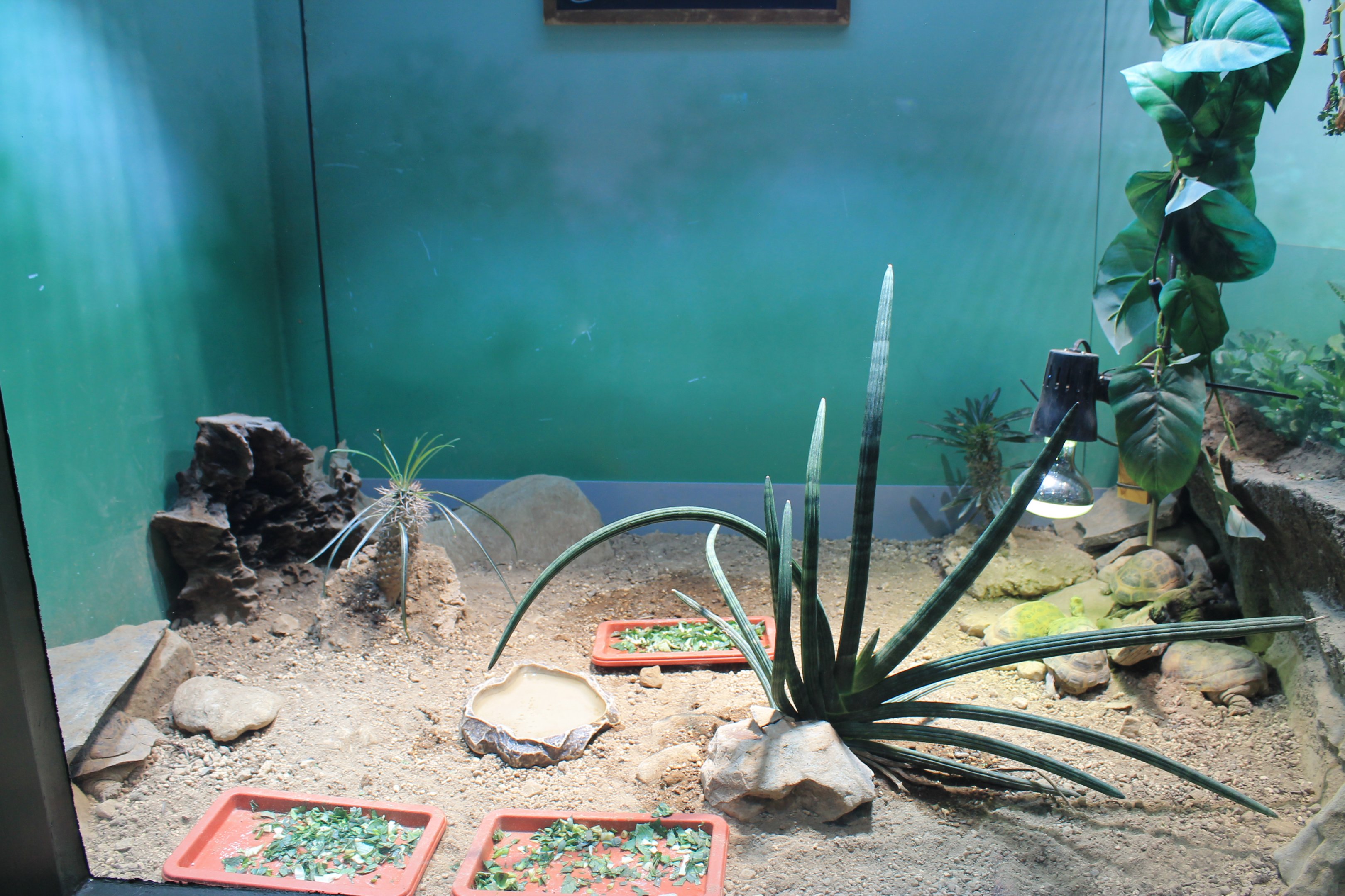 Pancake and Spider Tortoises