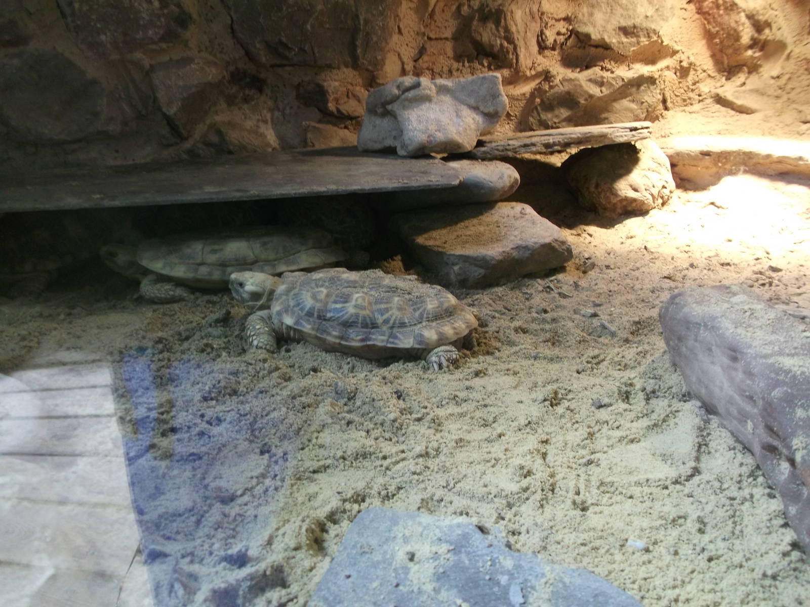 Pancake Tortoise 12/4/2014