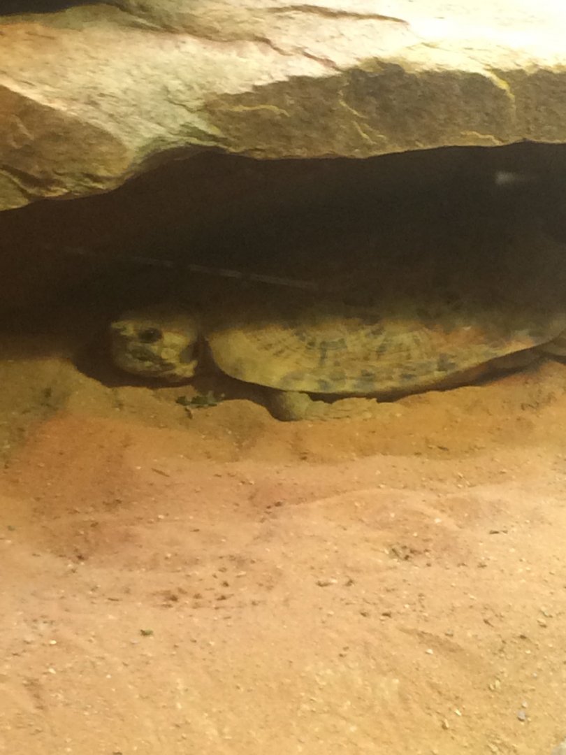 Pancake Tortoise (2018)