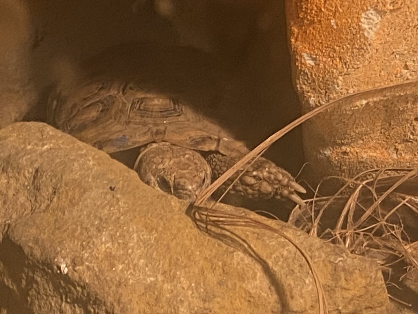 Pancake tortoise 280425