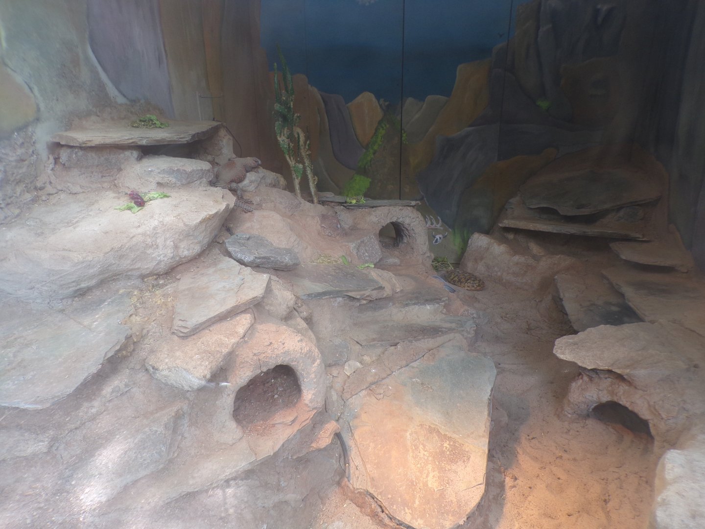 Pancake tortoise and Geyr’s spiny-tailed lizard enclosure 7.7.24