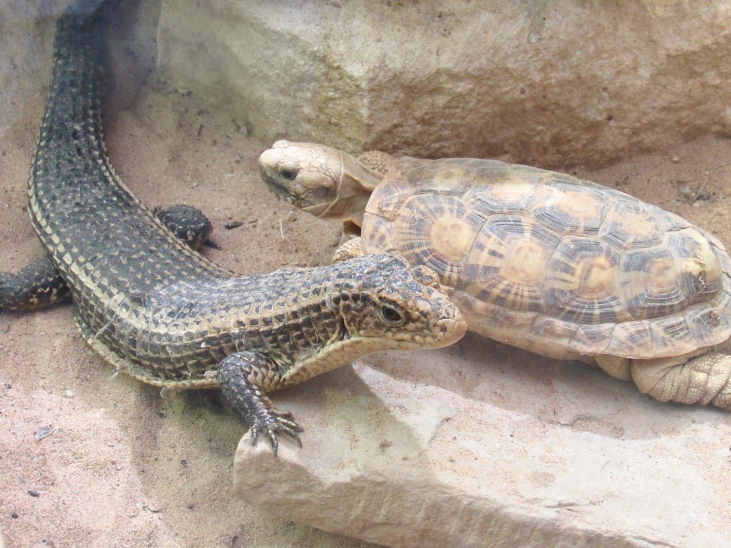 Pancake Tortoise and Round-Nosed Plated Lizard
