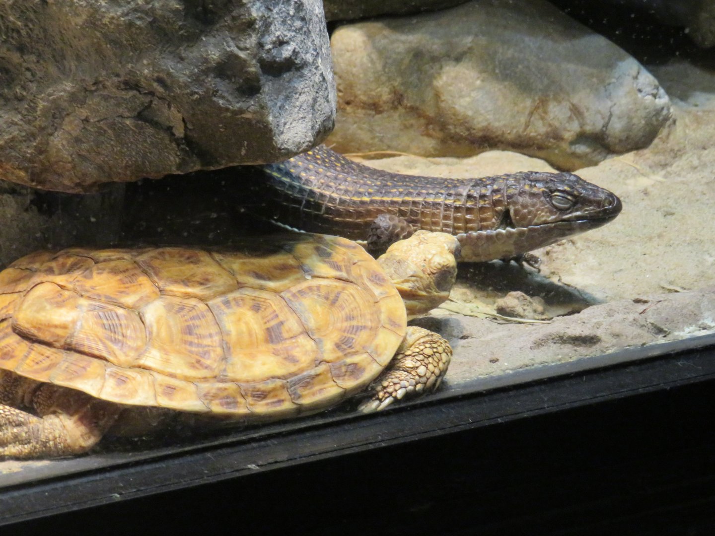 Pancake tortoise and Sudan plated lizard