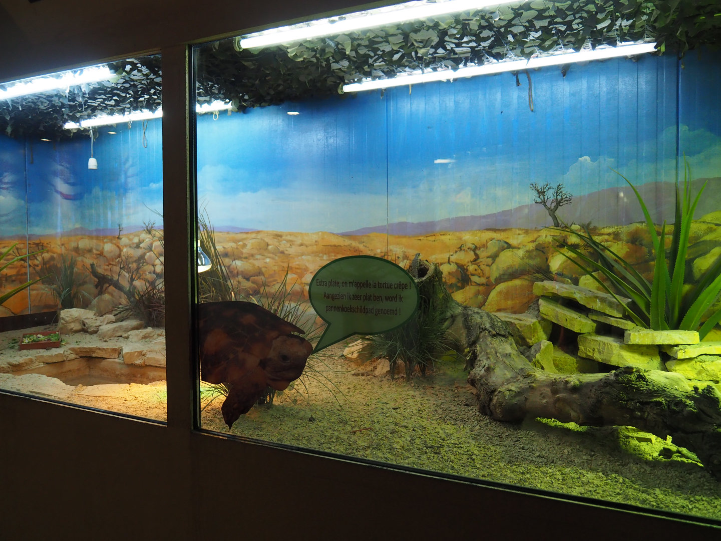 Pancake tortoise and Tropical girdled lizard terrarium, 2019-10-04