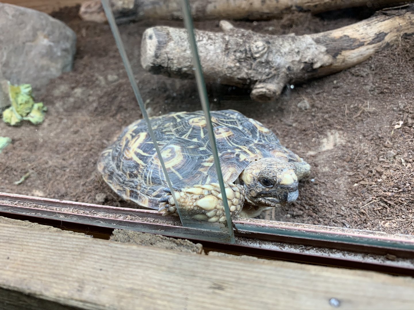 Pancake Tortoise at Northumberland College Zoo (2020)