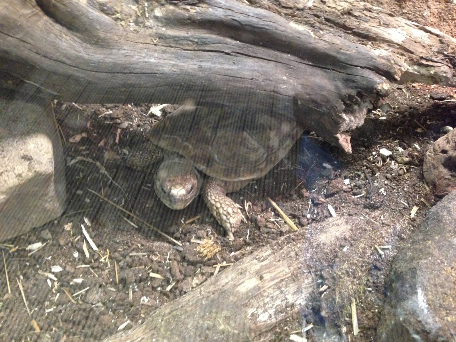 Pancake Tortoise at Tropical World - 02/10/2013