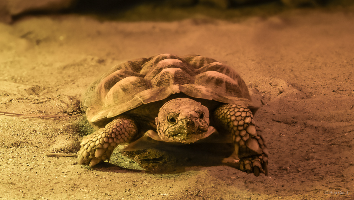 Pancake tortoise : Cotswold WP : 28 Mar 2025