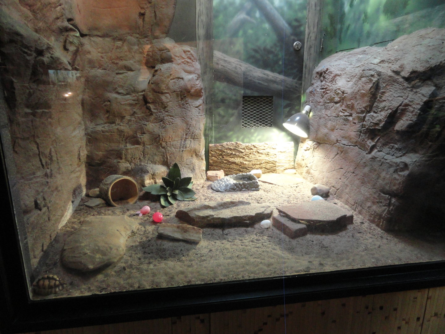 Pancake Tortoise, Egyptian Tortoise Exhibit