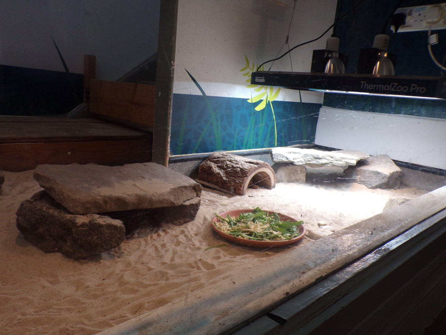 Pancake tortoise enclosure 1.1.24