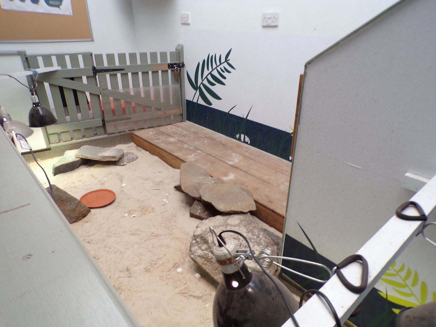 Pancake tortoise enclosure  11.3.23