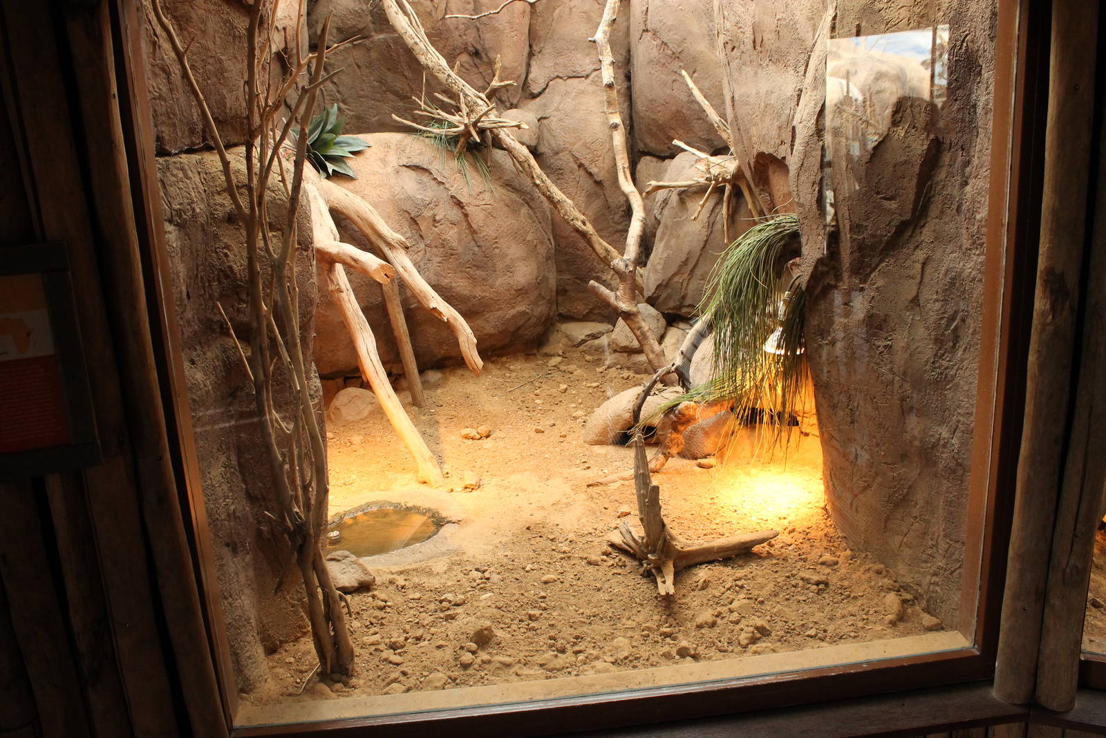 Pancake tortoise enclosure