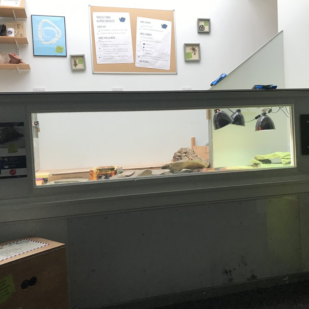 Pancake tortoise enclosure