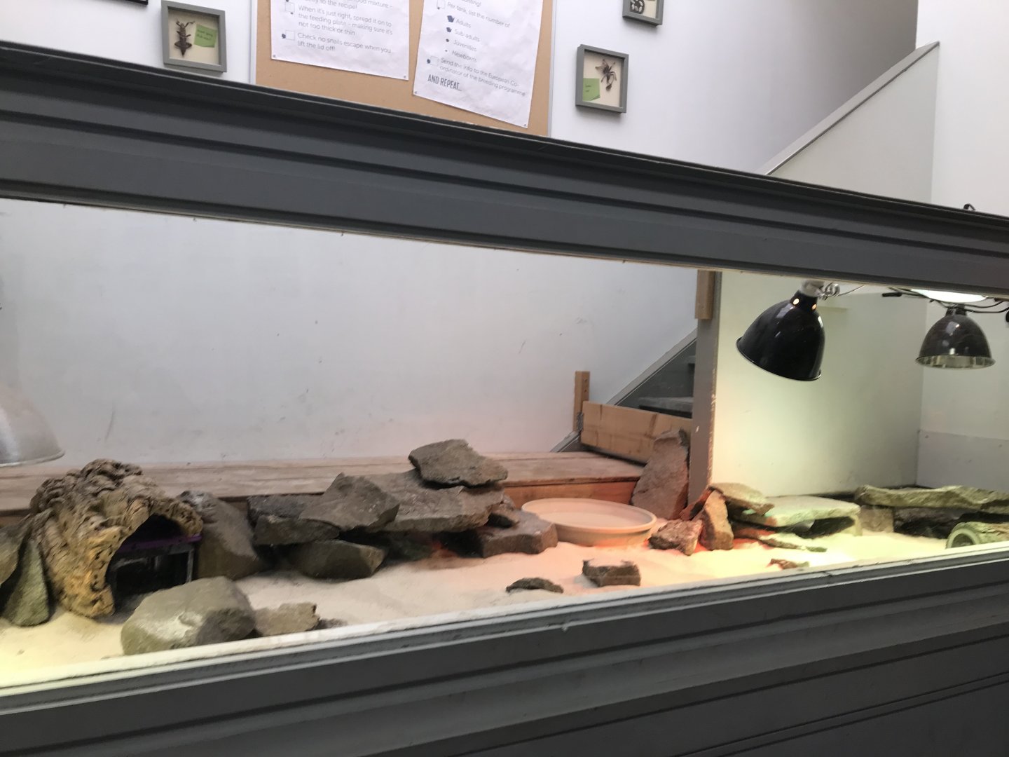 Pancake tortoise enclosure