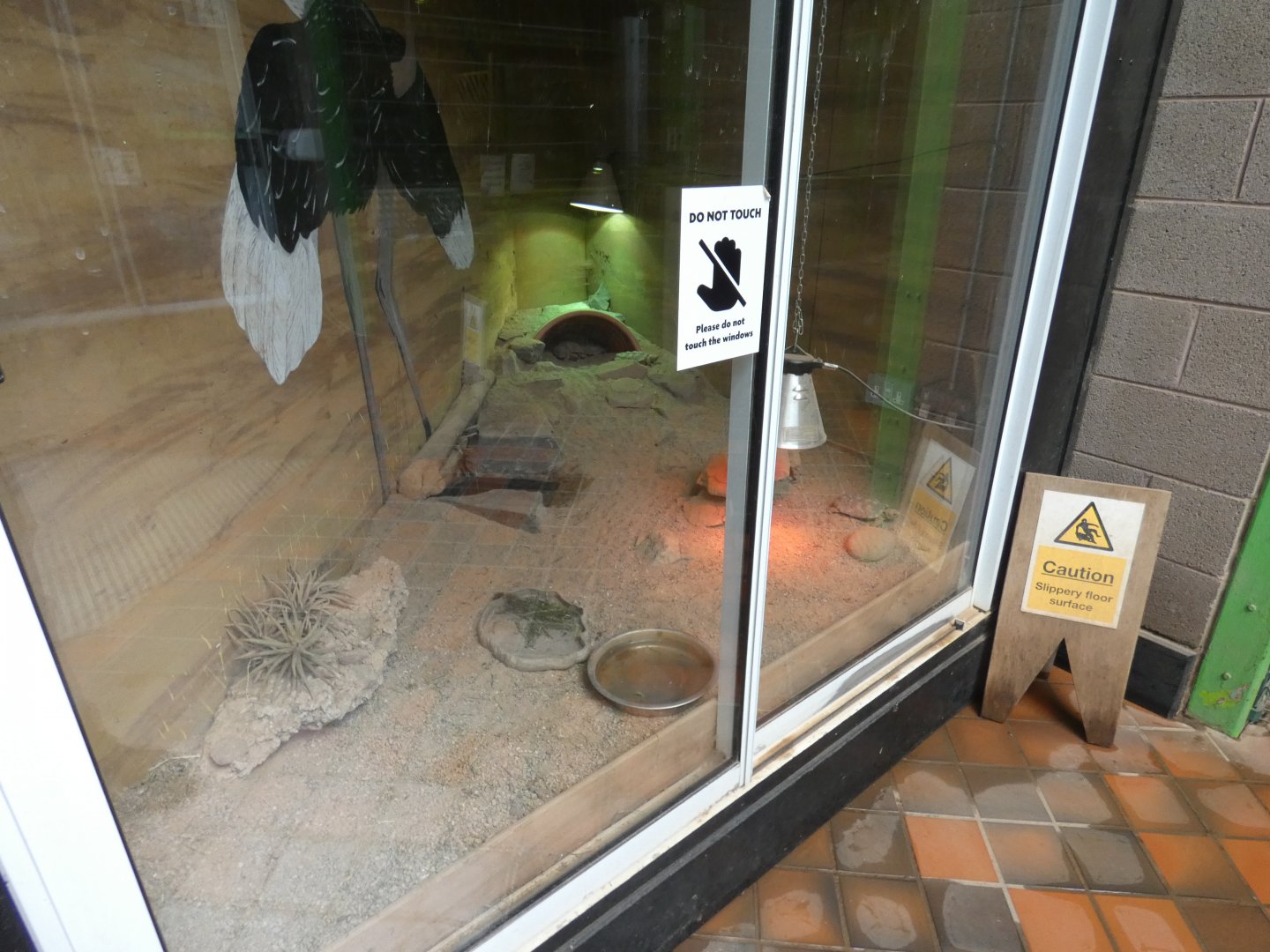 Pancake tortoise enclosure