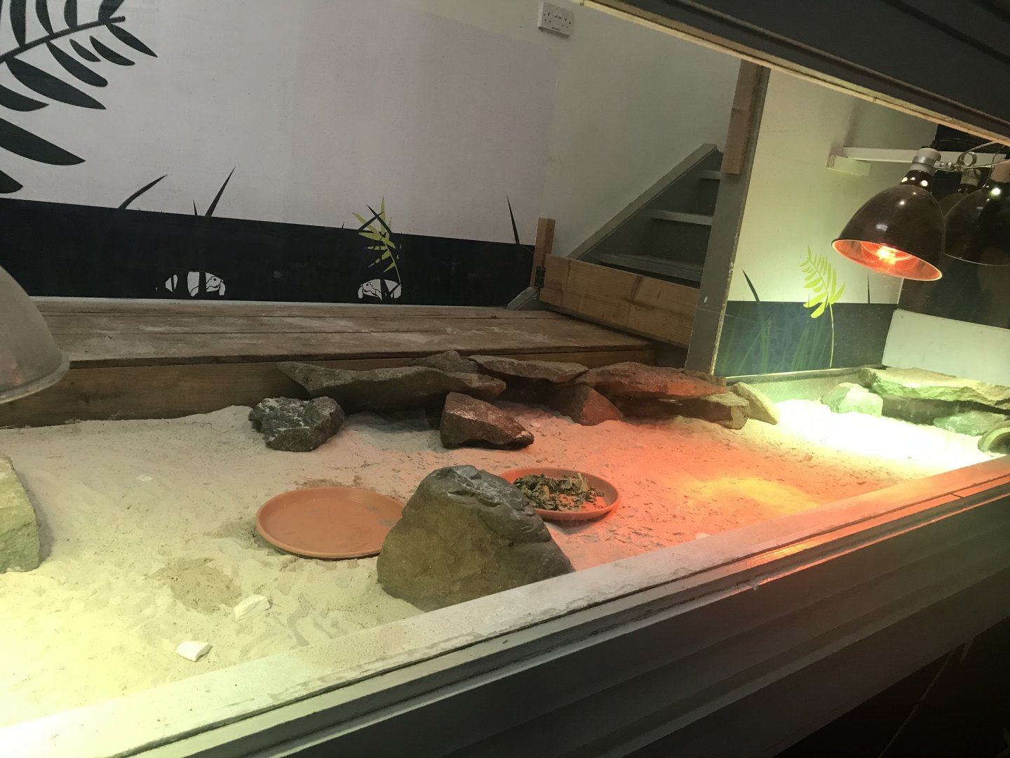 Pancake tortoise enclosure