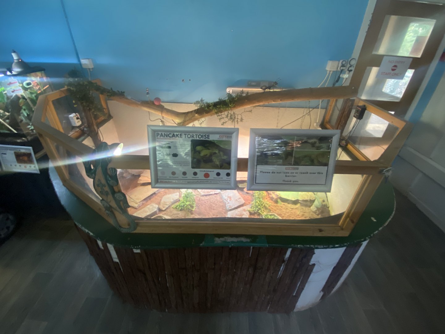 Pancake tortoise exhibit 050925