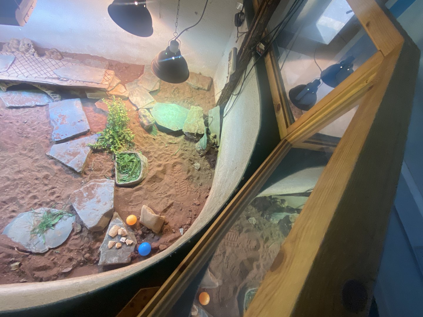 Pancake tortoise exhibit 050925