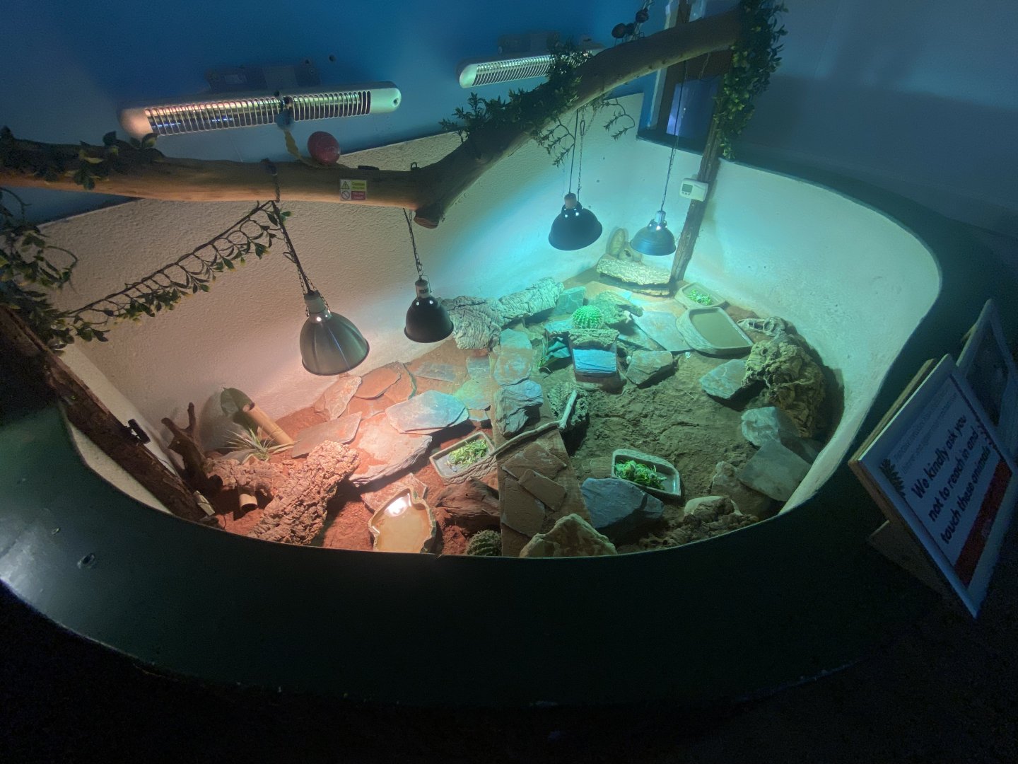 Pancake tortoise exhibit 140224