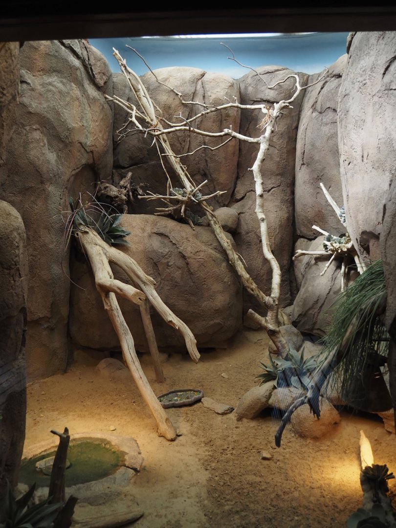 Pancake tortoise exhibit, 2024-06-30