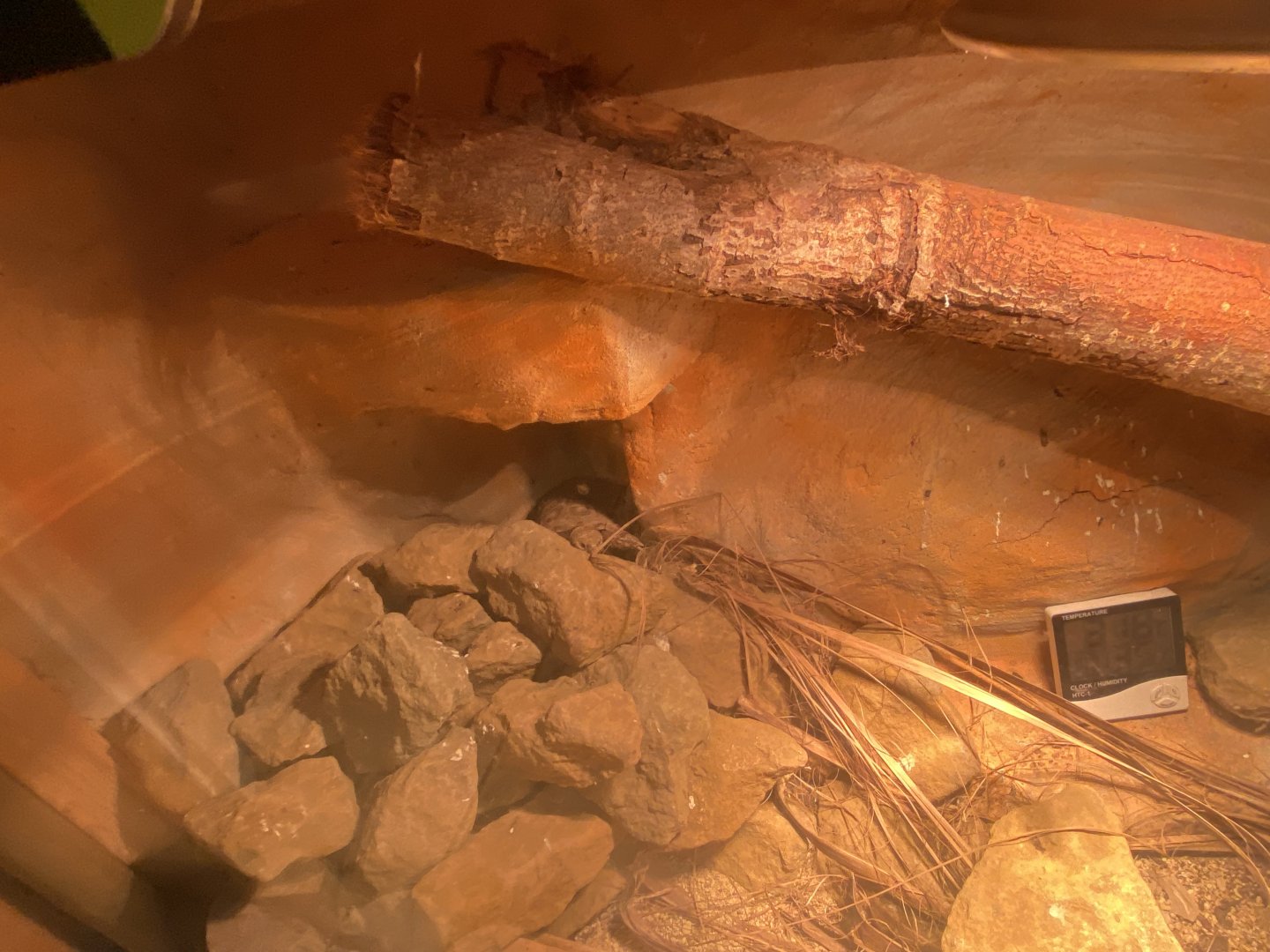 Pancake tortoise exhibit 280425