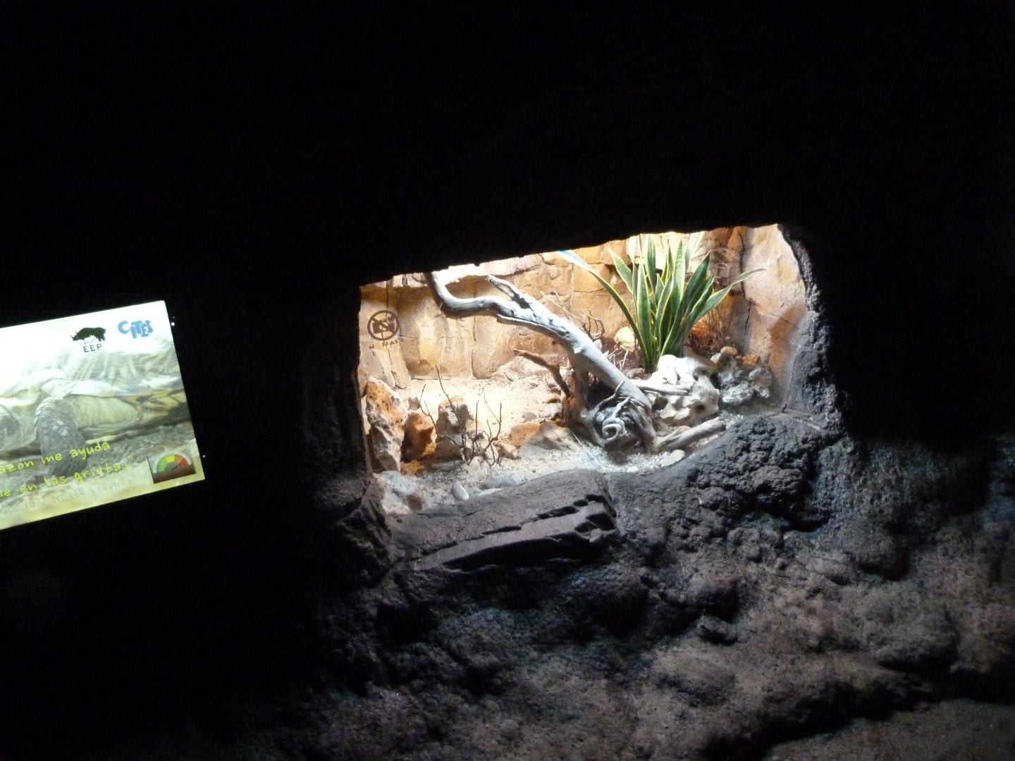 Pancake tortoise exhibit -Faunia (2025)