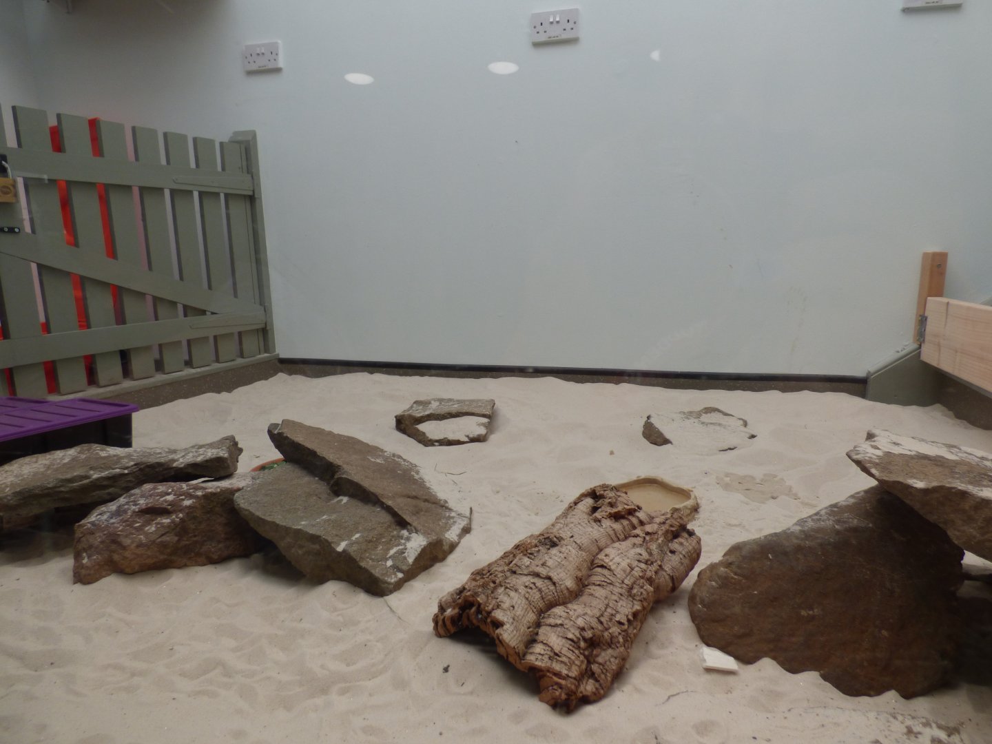 Pancake Tortoise exhibit in 'Wee Beesties'