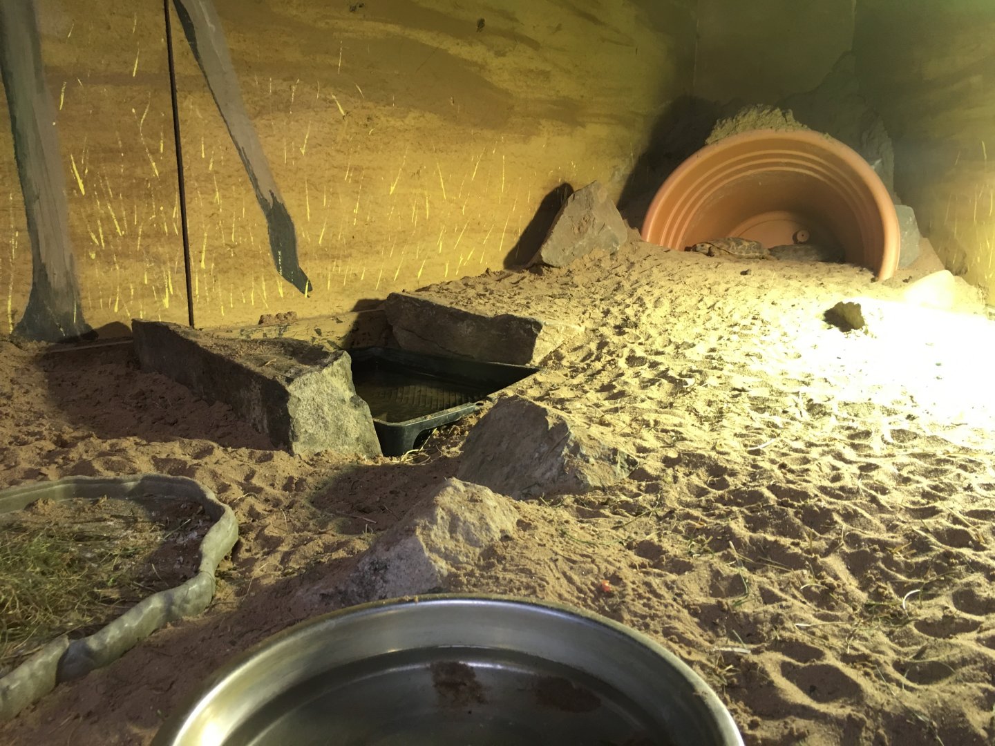 Pancake Tortoise Exhibit