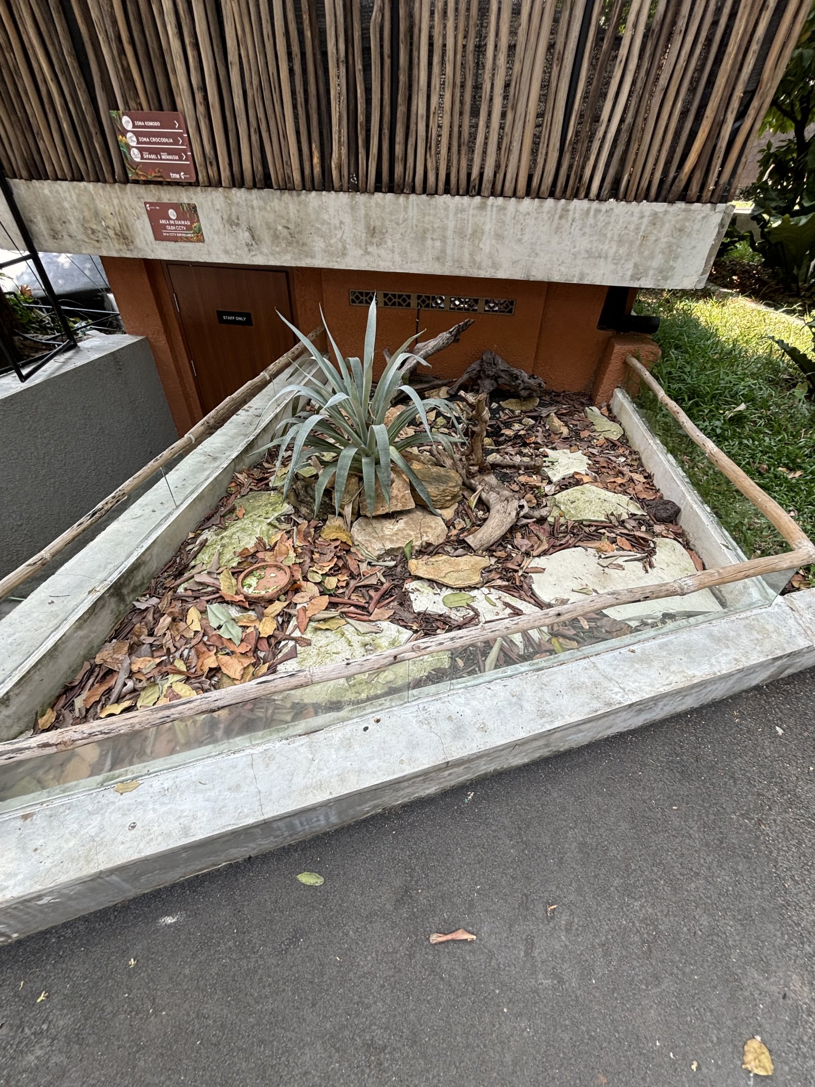Pancake Tortoise Exhibit