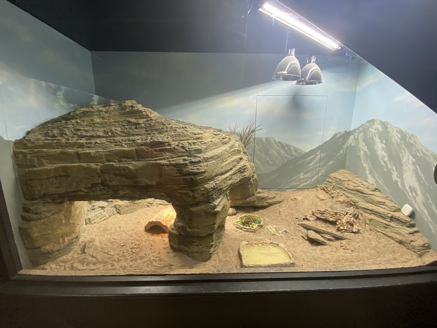 Pancake tortoise exhibit