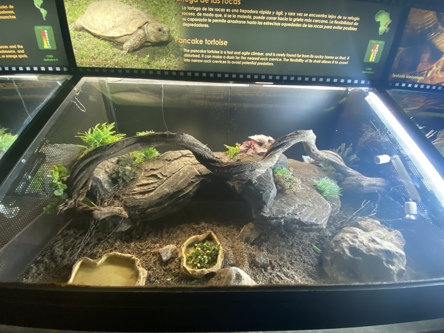 Pancake tortoise exhibit