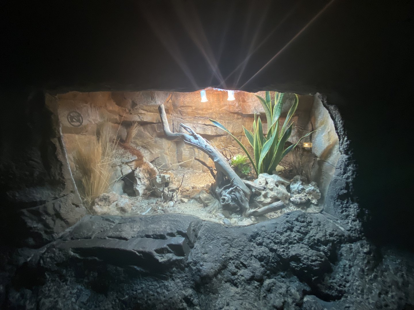 Pancake tortoise exhibit