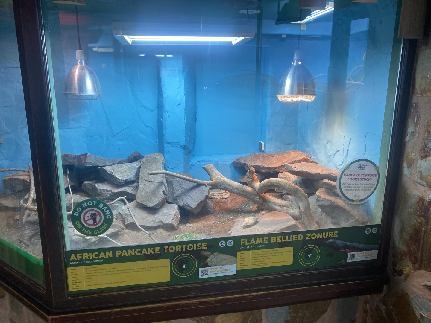 Pancake tortoise/Gorongosa girdled lizard exhibit 040324