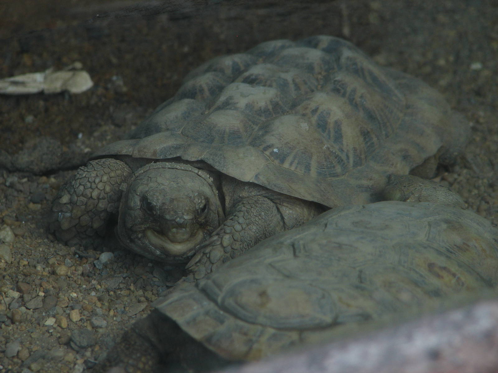 Pancake Tortoise in the Tsodillo Hills Exhibit