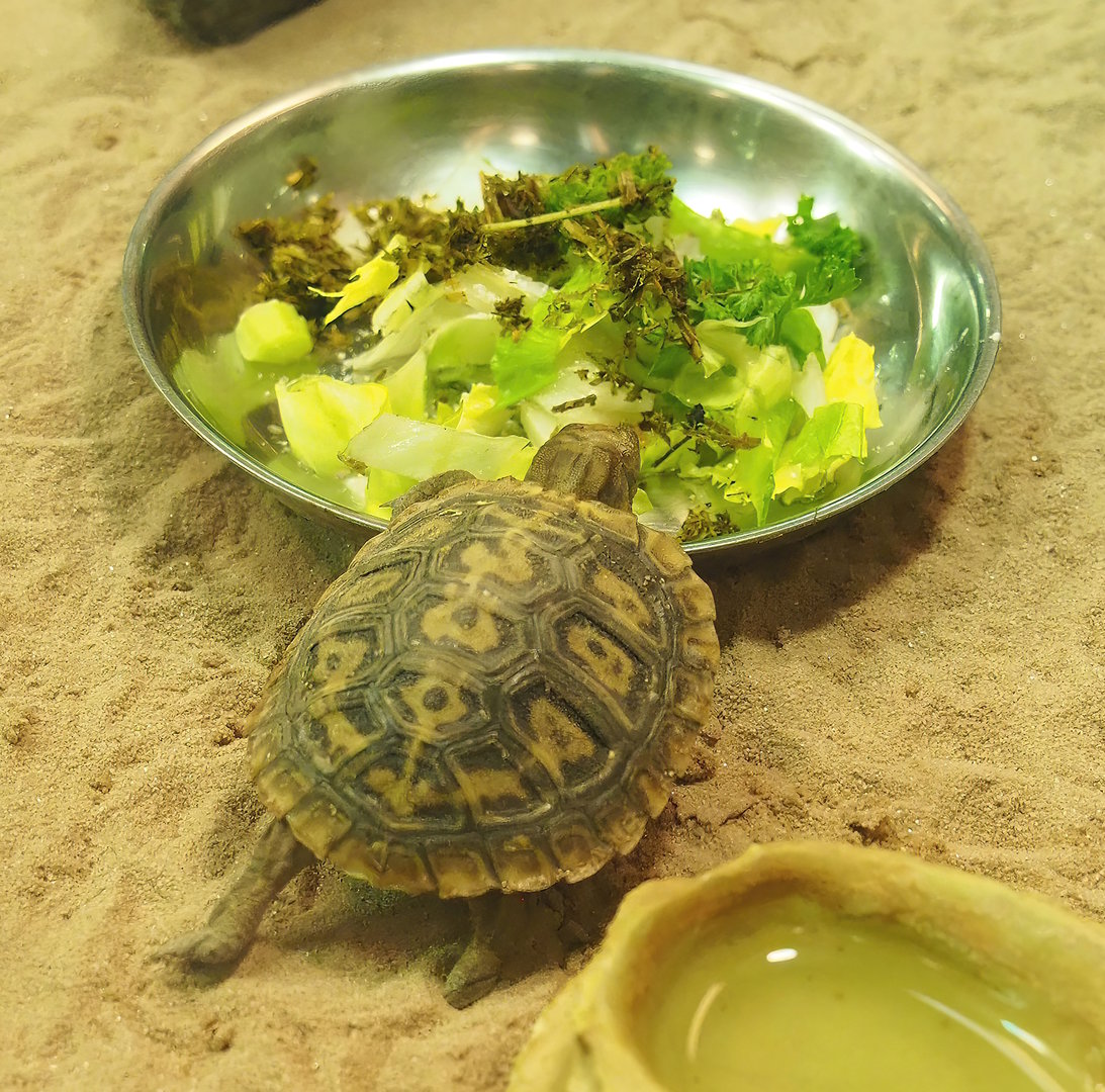 Pancake tortoise juvenile (Malacochersus tornieri), 2022-10-29
