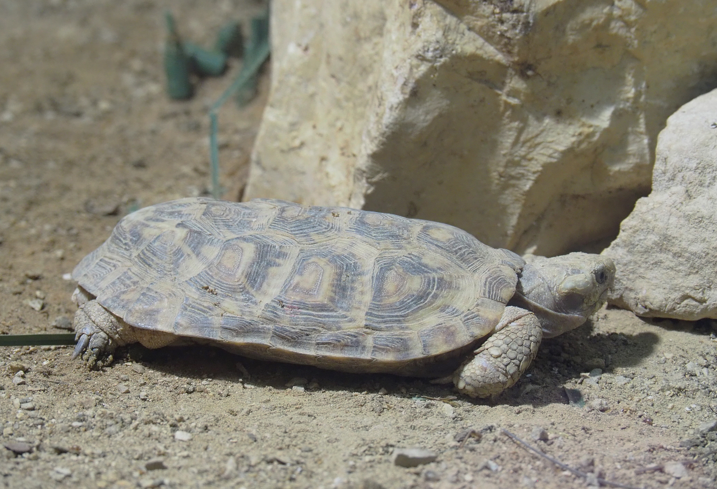Pancake tortoise (Malacochersus tornieri), 2022-09-14