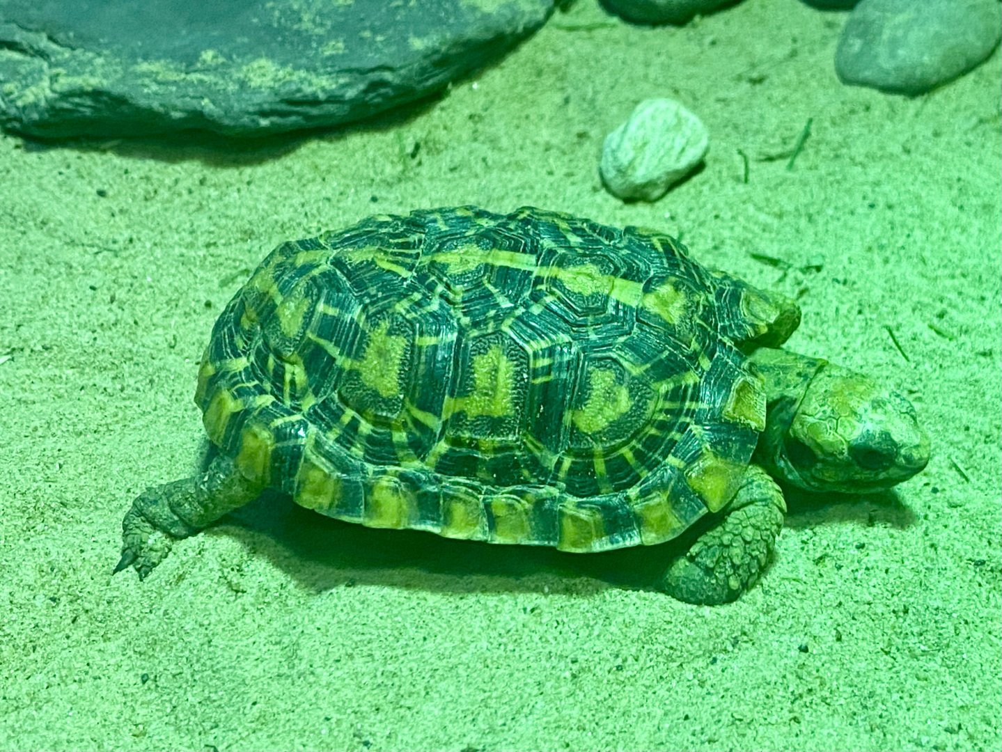 Pancake tortoise (Malacochersus tornieri) - August 2024