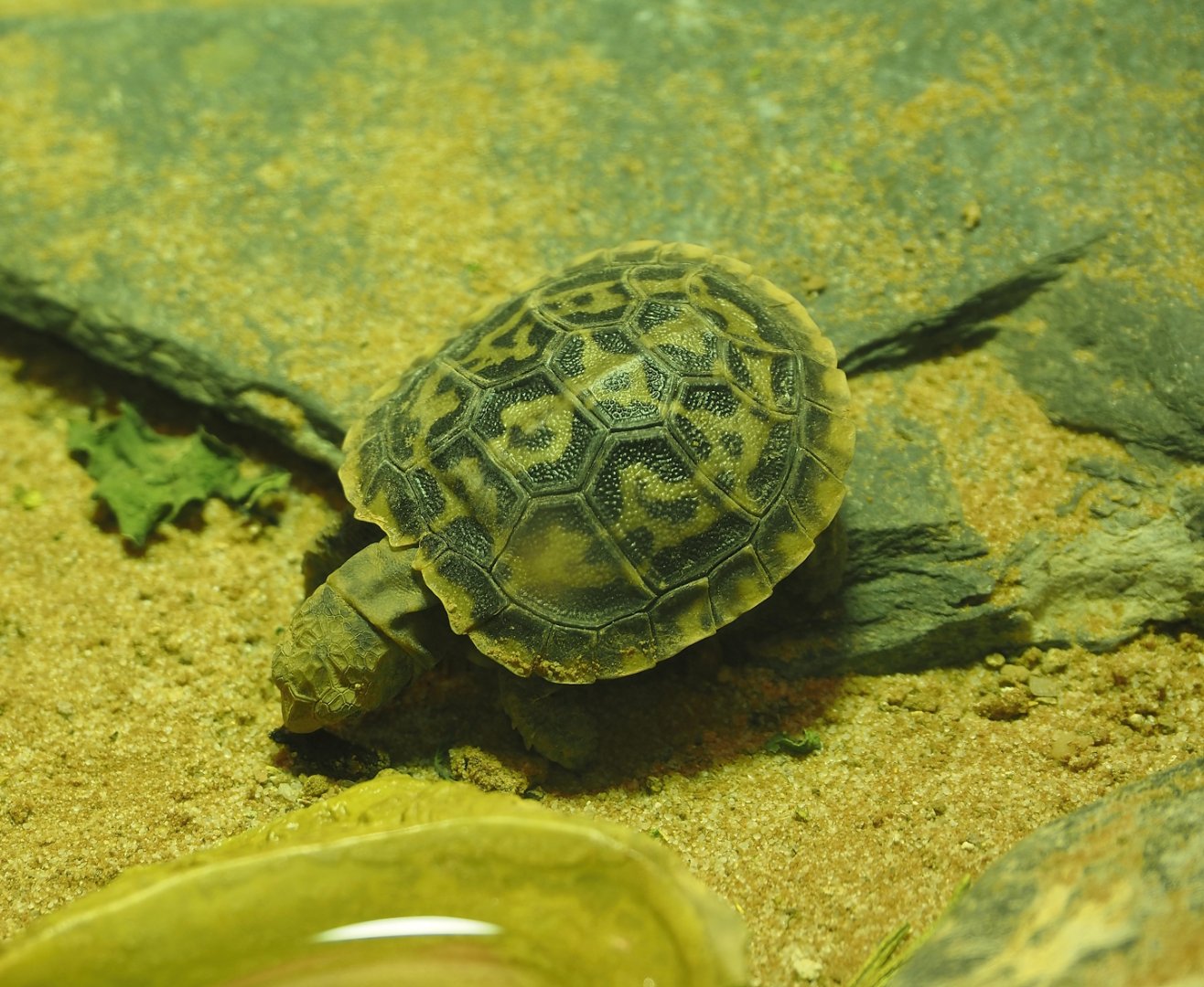Pancake tortoise (Malacochersus tornieri) hatchling, 2025-09-10