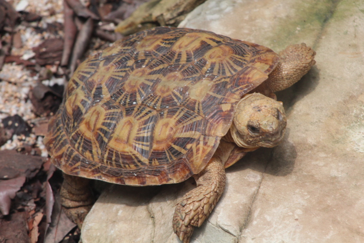 Pancake tortoise (Malacochersus tornieri) - Museum Komodo