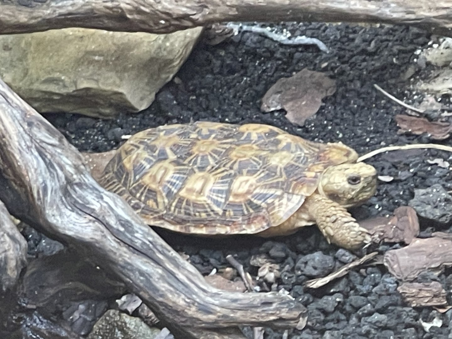 pancake tortoise (malacochersus tornieri) - museum komodo