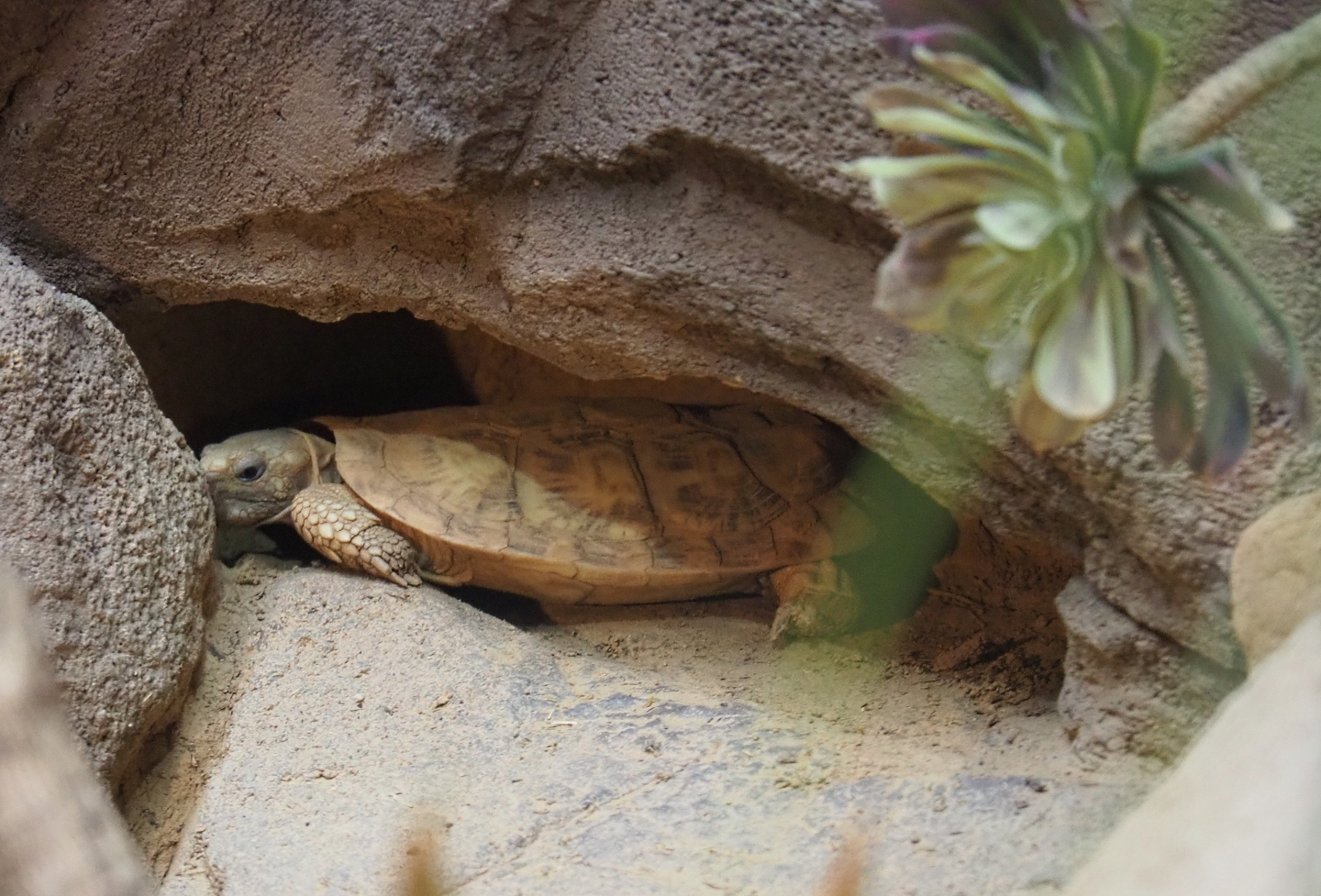 Pancake tortoise (Malacochersus tornieri), Nov 10th, 2018