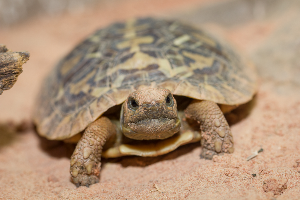 Pancake tortoise - Malacochersus tornieri